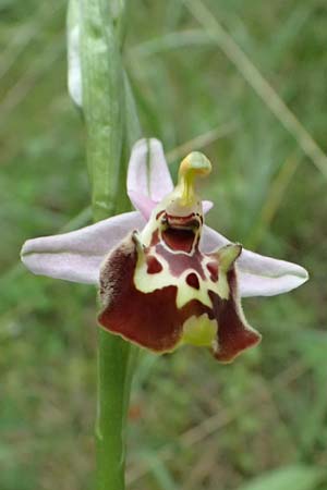 Ophrys colossaea \ Hummel-Ragwurz, Kos  Lagoudi 16.4.2026 