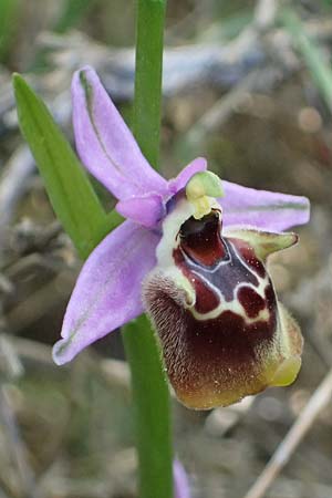 Ophrys ethemeae \ Ethemees Ragwurz / Ethemee's Bee Orchid (), Kos  Asklepion 13.4.2026