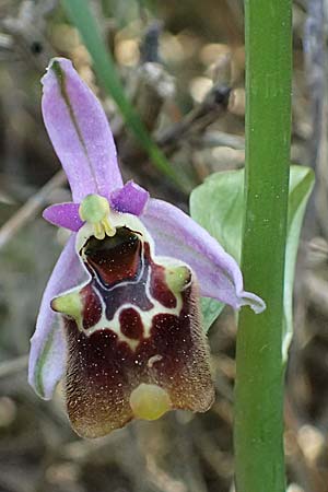 Ophrys ethemeae \ Ethemees Ragwurz / Ethemee's Bee Orchid (), Kos  Asklepion 13.4.2026