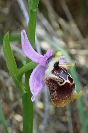Ophrys ethemeae \ Ethemees Ragwurz / Ethemee's Bee Orchid (), Kos  Asklepion 13.4.2026