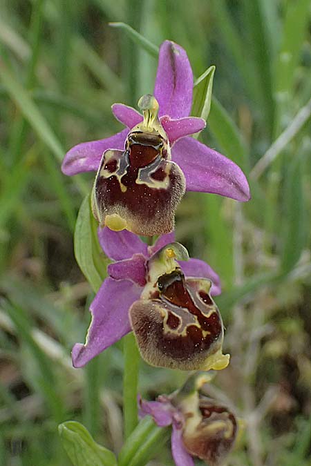 Ophrys homeri \ Homers Ragwurz / Homer's Bee Orchid, Kos  Psalida 15.4.2026 