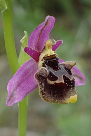 Ophrys homeri \ Homers Ragwurz / Homer's Bee Orchid, Kos  Psalida 15.4.2026 