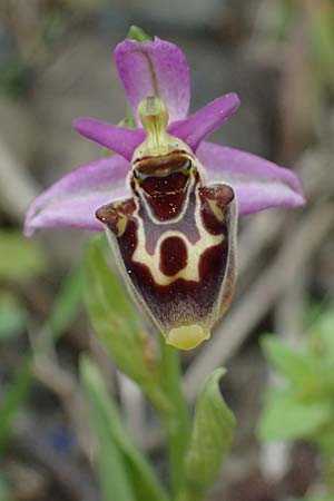 Ophrys homeri \ Homers Ragwurz / Homer's Bee Orchid, Kos  Psalida 15.4.2026 