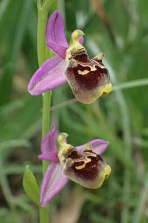 Ophrys homeri \ Homers Ragwurz / Homer's Bee Orchid, Kos  Psalida 15.4.2026 
