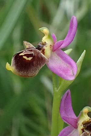 Ophrys homeri \ Homers Ragwurz / Homer's Bee Orchid, Kos  Psalida 15.4.2026 