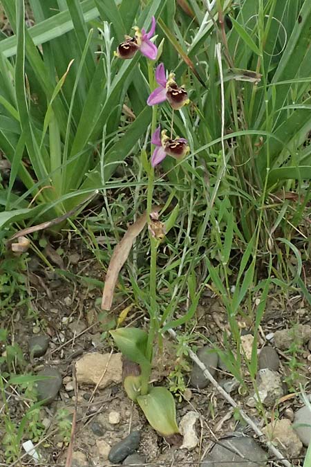 Ophrys homeri \ Homers Ragwurz / Homer's Bee Orchid, Kos  Psalida 15.4.2026 