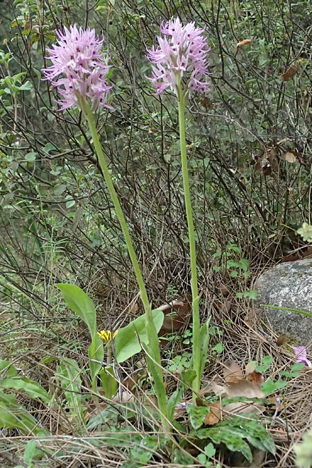 Orchis italica \ Italienisches Knabenkraut / Wavy-Leaved Monkey Orchid, Italian Man Orchid, Kos  Zipari 9.4.2026 