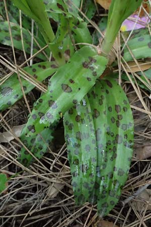 Orchis italica \ Italienisches Knabenkraut / Wavy-Leaved Monkey Orchid, Italian Man Orchid, Kos  Zipari 9.4.2026 