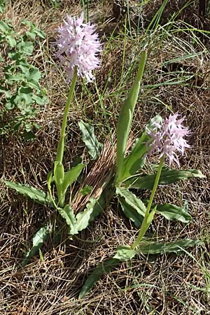 Orchis italica \ Italienisches Knabenkraut / Wavy-Leaved Monkey Orchid, Italian Man Orchid, Kos  Asomatos 13.4.2026 