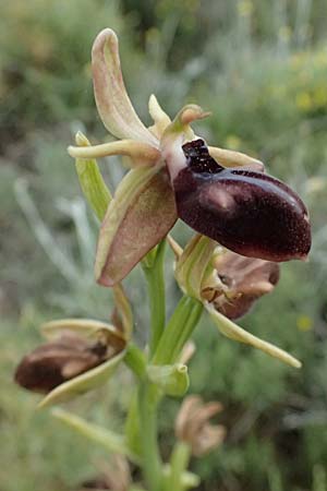 Ophrys mammosa \ Busen-Ragwurz / Mammosa Orchid, Kos  Agios Fokas 15.4.2026 