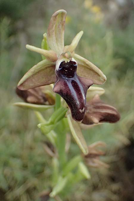 Ophrys mammosa \ Busen-Ragwurz / Mammosa Orchid, Kos  Agios Fokas 15.4.2026 