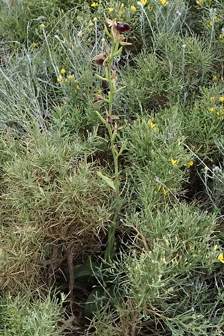 Ophrys mammosa \ Busen-Ragwurz / Mammosa Orchid, Kos  Agios Fokas 15.4.2026 