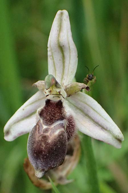Ophrys spec1 \ Ragwurz / Orchid, Kos  Psalidi Wetlands 15.4.2026 