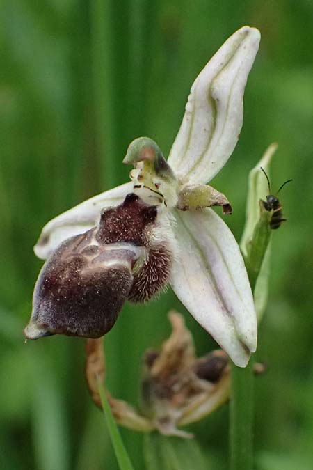 Ophrys spec1 \ Ragwurz / Orchid, Kos  Psalidi Wetlands 15.4.2026 