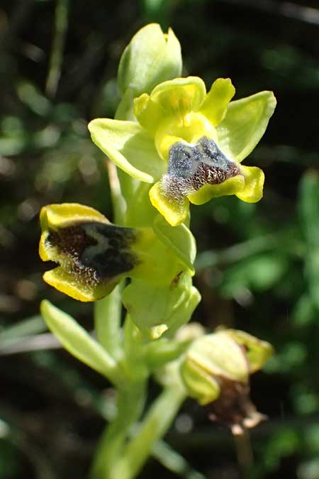 Ophrys sicula \ Kleine Gelbe Ragwurz, Kos  Kephalos 8.4.2026 