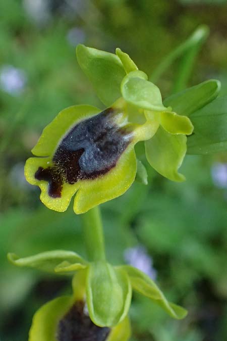 Ophrys sicula \ Kleine Gelbe Ragwurz, Kos  Lagoudi 9.4.2026 