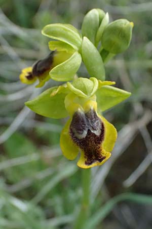 Ophrys sicula \ Kleine Gelbe Ragwurz, Kos  Pyli 12.4.2026 