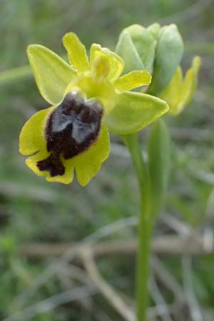 Ophrys sicula \ Kleine Gelbe Ragwurz, Kos  Pyli 12.4.2026 