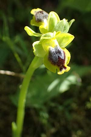 Ophrys sicula \ Kleine Gelbe Ragwurz, Kos  Zia 13.4.2026 