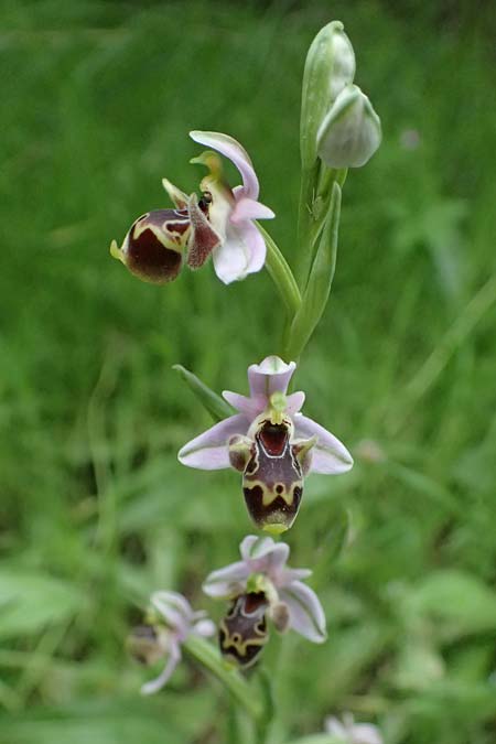 Ophrys umbilicata / Carmel Bee Orchid, Kos  Zipari 9.4.2026 