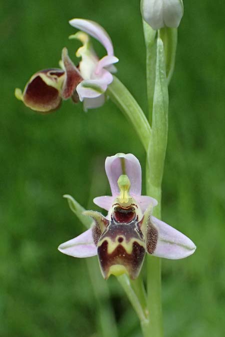 Ophrys umbilicata / Carmel Bee Orchid, Kos  Zipari 9.4.2026 