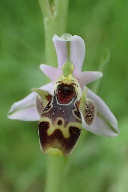 Ophrys umbilicata / Carmel Bee Orchid, Kos  Zipari 9.4.2026 
