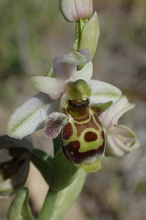 Ophrys umbilicata \ Nabel-Ragwurz / Carmel Bee Orchid, Kos  Paradise Beach 12.4.2026 