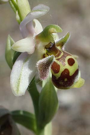 Ophrys umbilicata \ Nabel-Ragwurz / Carmel Bee Orchid, Kos  Paradise Beach 12.4.2026 