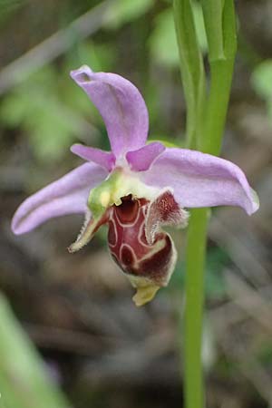 Ophrys ethemeae \ Ethemees Ragwurz / Ethemee's Bee Orchid (), Kos  Zipari 9.4.2026