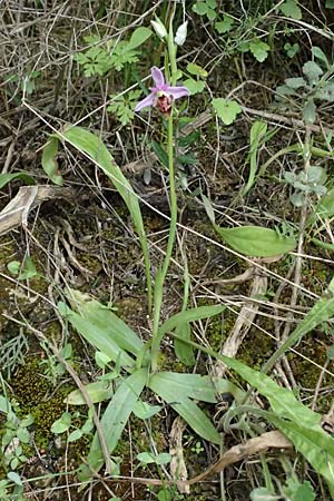 Ophrys ethemeae \ Ethemees Ragwurz / Ethemee's Bee Orchid (andere Stelle / another site), Kos  Zipari 9.4.2026