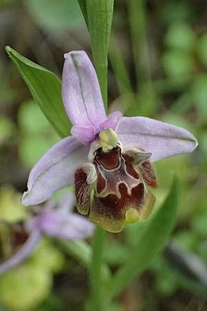 Ophrys ethemeae \ Ethemees Ragwurz / Ethemee's Bee Orchid (), Kos  Zipari 9.4.2026