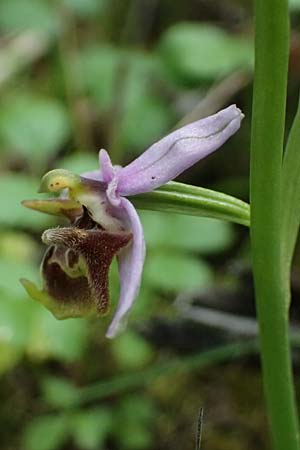 Ophrys ethemeae \ Ethemees Ragwurz / Ethemee's Bee Orchid (), Kos  Zipari 9.4.2026