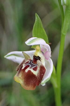 Ophrys ethemeae \ Ethemees Ragwurz / Ethemee's Bee Orchid (), Kos  Zipari 9.4.2026