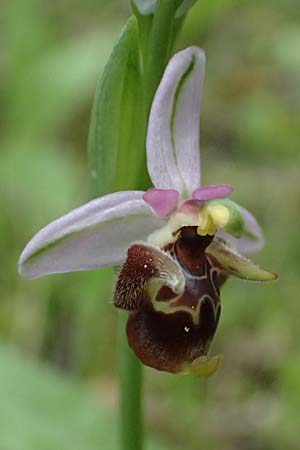 Ophrys ethemeae \ Ethemees Ragwurz / Ethemee's Bee Orchid (), Kos  Zipari 9.4.2026