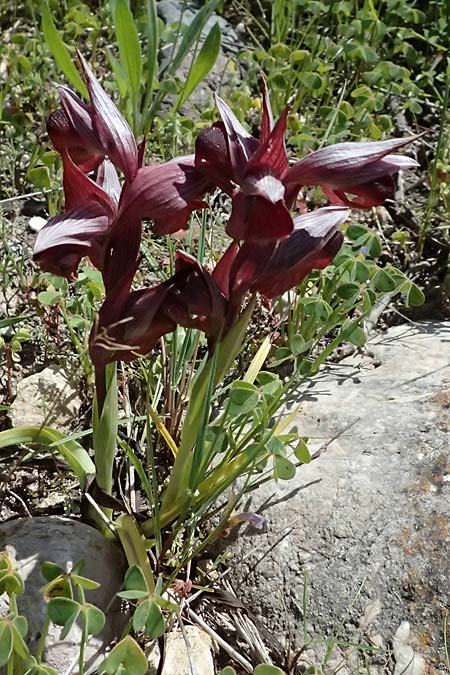 Serapias orientalis \ Orientalischer Zungenst&auml;ndel / Oriental Serapias, Kos  Kephalos 8.4.2026 