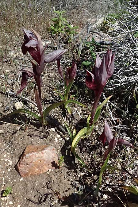 Serapias orientalis \ Orientalischer Zungenst&auml;ndel / Oriental Serapias, Kos  Kephalos 8.4.2026 