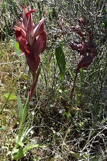 Serapias orientalis \ Orientalischer Zungenst&auml;ndel / Oriental Serapias, Kos  Kephalos 8.4.2026 