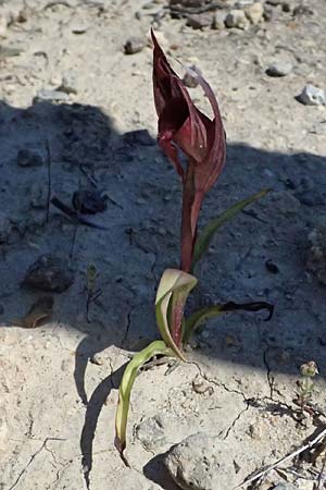 Serapias orientalis var. monantha / One-Flowered Serapias, Kos  Paradise Beach 12.4.2026 