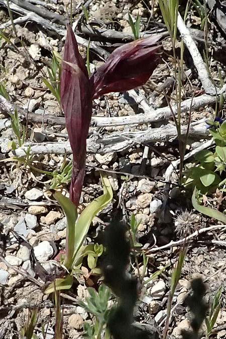 Serapias orientalis var. monantha / One-Flowered Serapias, Kos  Paradise Beach 12.4.2026 