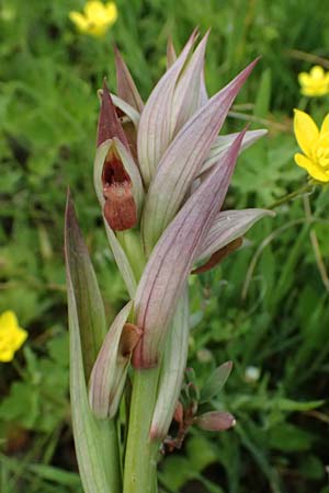 Serapias parviflora / Small Tongue Orchid, Kos  Salt-Lake Alikes 9.4.2026 