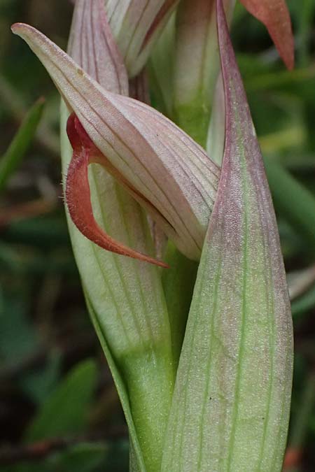 Serapias parviflora / Small Tongue Orchid, Kos  Salt-Lake Alikes 9.4.2026 
