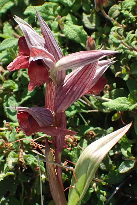 Serapias orientalis var. spaethiae / Spaeth's Serapias, Kos  Kephalos 8.4.2026 