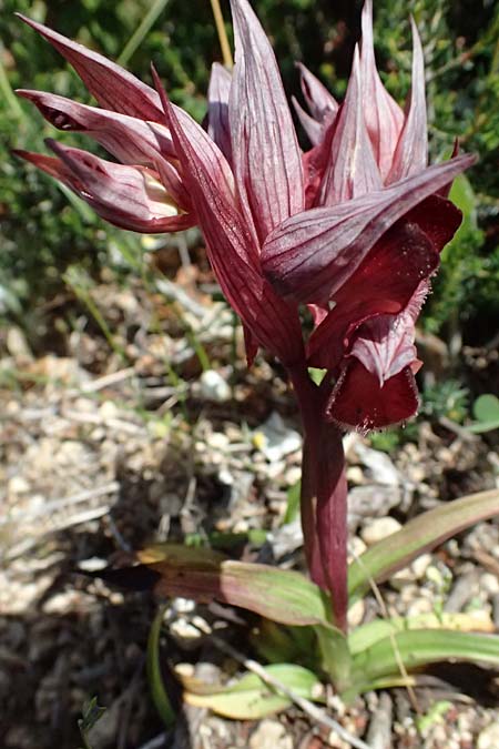 Serapias orientalis var. spaethiae / Spaeth's Serapias, Kos  Kephalos 8.4.2026 