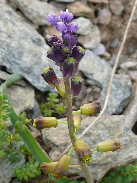 Muscari cycladicum \ Kykladen-Traubenhyazinthe / Cyclades Tassel Hyacinth, Kykladen/Cyclades Andros,  Vitali 6.3.2016 (Photo: Eva Knon)