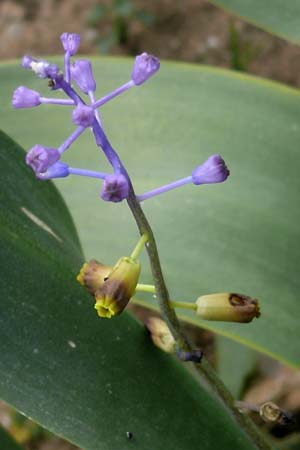 Muscari cycladicum \ Kykladen-Traubenhyazinthe / Cyclades Tassel Hyacinth, Kykladen/Cyclades Andros,  Vitali 6.3.2016 (Photo: Eva Knon)