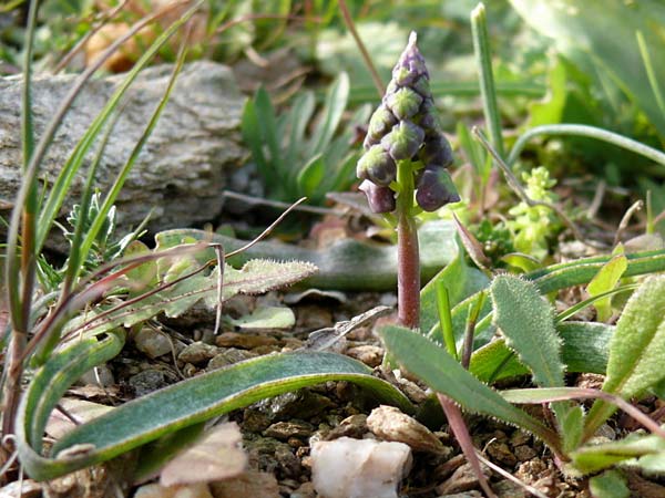 Muscari cycladicum \ Kykladen-Traubenhyazinthe / Cyclades Tassel Hyacinth, Kykladen/Cyclades Andros,  Vitali 6.3.2016 (Photo: Eva Knon)