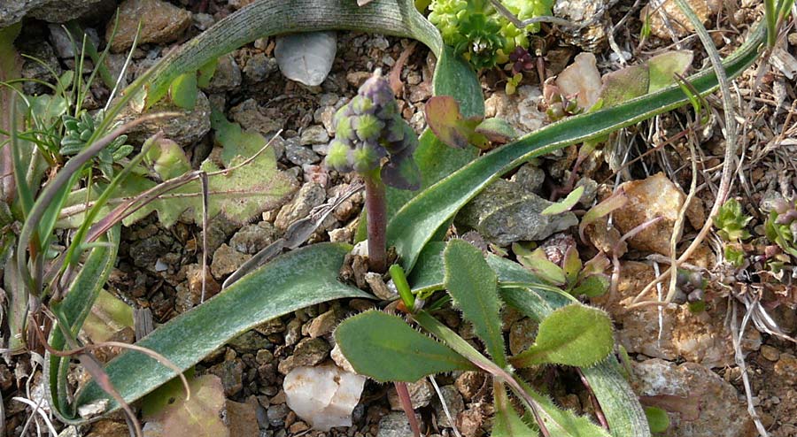 Muscari cycladicum \ Kykladen-Traubenhyazinthe / Cyclades Tassel Hyacinth, Kykladen/Cyclades Andros,  Vitali 6.3.2016 (Photo: Eva Knon)