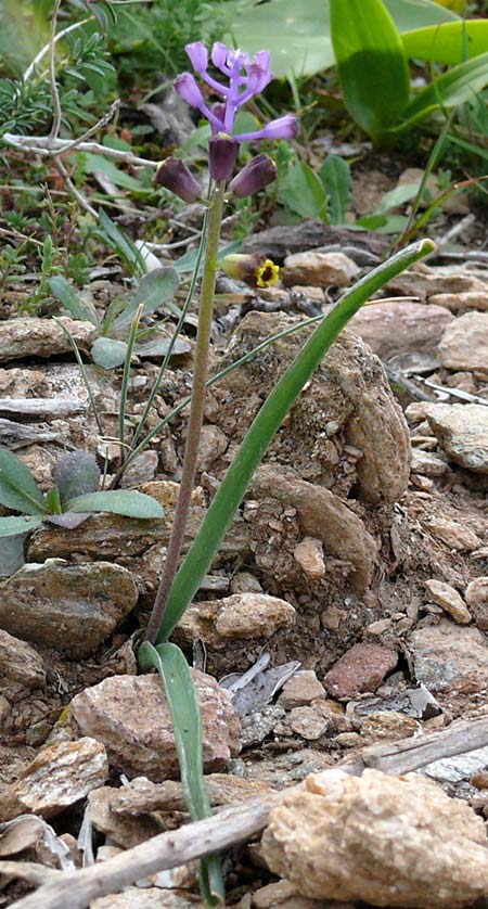 Muscari cycladicum \ Kykladen-Traubenhyazinthe / Cyclades Tassel Hyacinth, Kykladen/Cyclades Andros,  Vitali 6.3.2016 (Photo: Eva Knon)