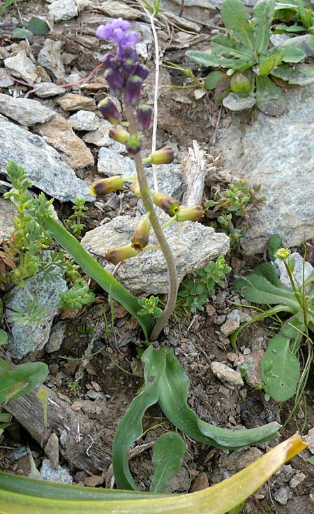 Muscari cycladicum \ Kykladen-Traubenhyazinthe / Cyclades Tassel Hyacinth, Kykladen/Cyclades Andros,  Vitali 6.3.2016 (Photo: Eva Knon)