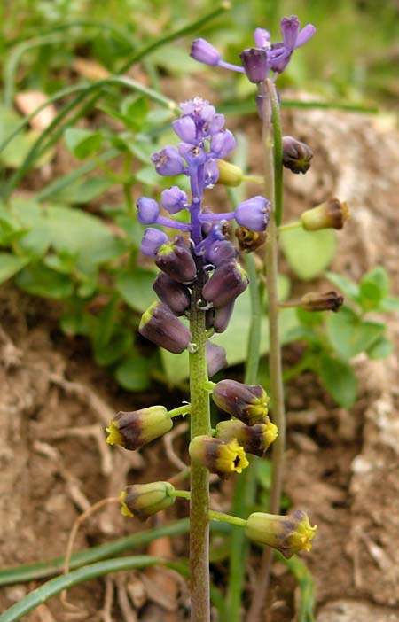Muscari cycladicum \ Kykladen-Traubenhyazinthe / Cyclades Tassel Hyacinth, Kykladen/Cyclades Andros,  Vitali 9.3.2016 (Photo: Eva Knon)